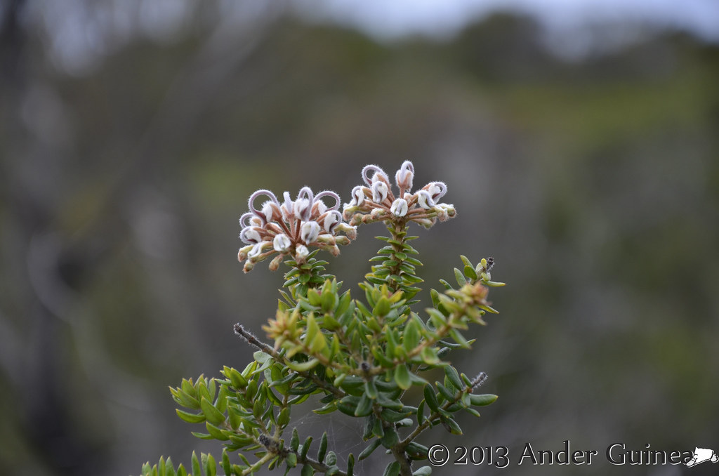 Beautiful in groups as a mass display of flowering colour along borders and pathways. Grey Spider Flower 1 Grevillea Buxifolia Grey Spider Flo Flickr
