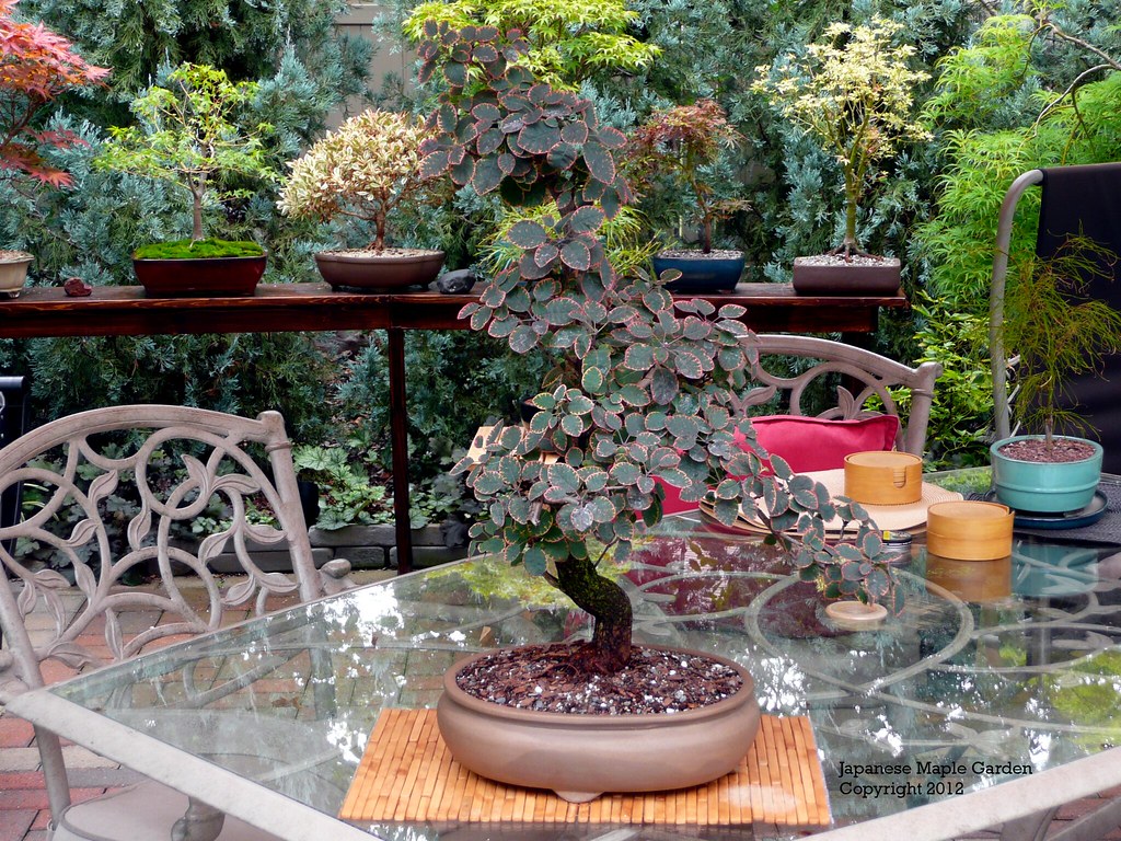 Royal Purple Smoke Bush Bonsai Cotinus Coggygria Royal Pu Flickr
