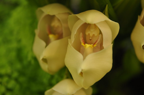 That's because all the amenities you need travel along with you, from your bed to your living room to your bathroom. Anguloa uniflora on display at the 2012 Orchids in the Par
