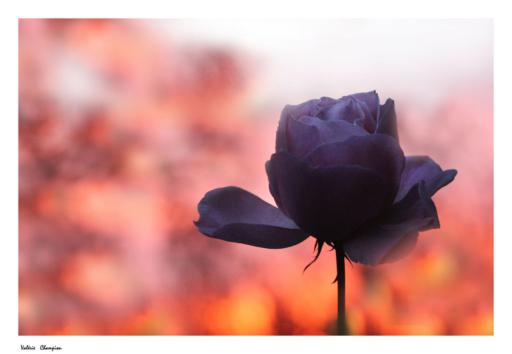 Le manga des épines qui me percent est gratuit en lecture en ligne. La Rose Ã  la tombÃ©e du jour | valerie.champion | Flickr