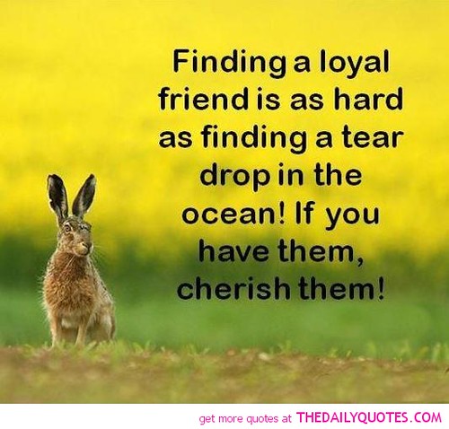 Loyal friend quotes · fake friend quotes. Loyalty And Friendship Quotes Loyalty And Friendship Quote Flickr