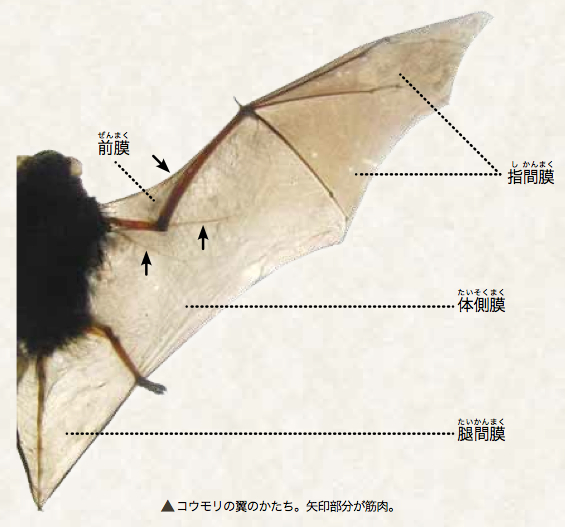 コウモリの翼が生まれたとき | リバネス