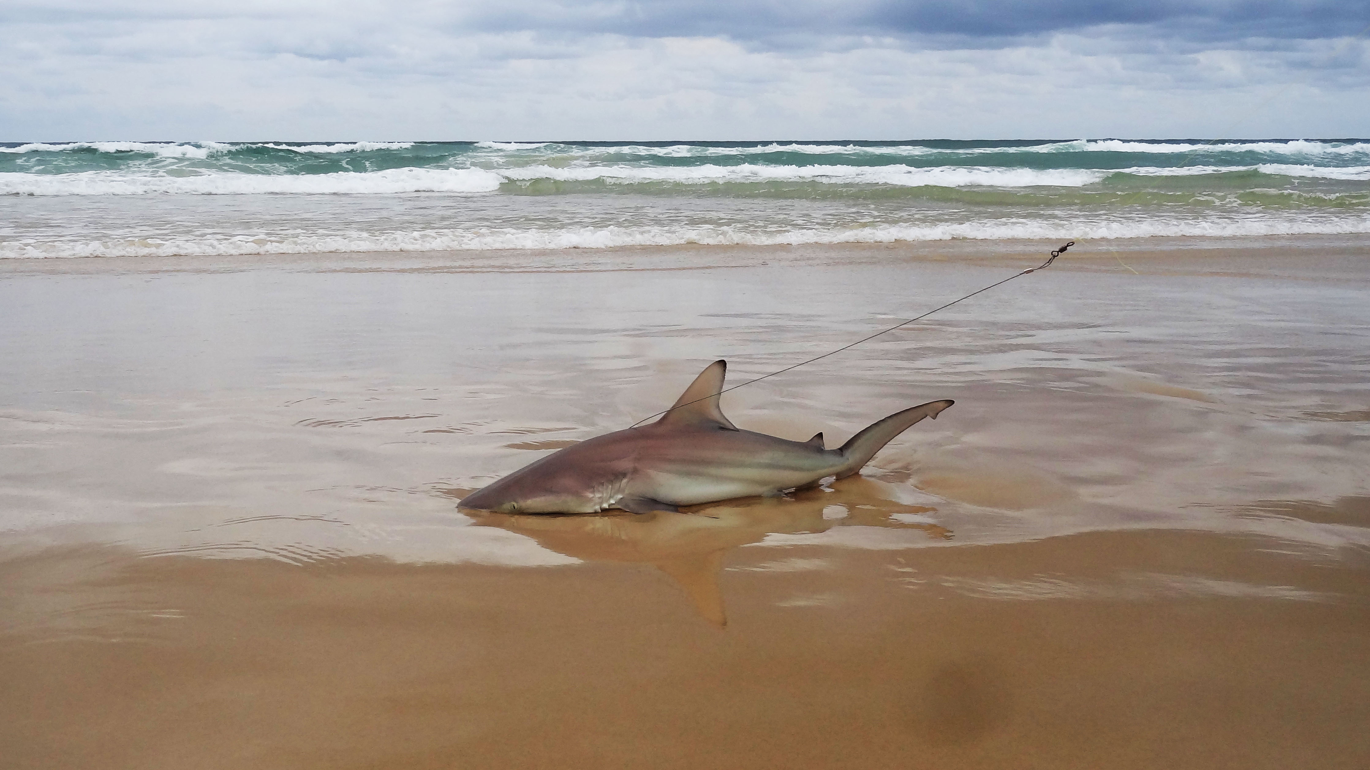 Here are ways to purchase hampton bay lighting and. A Tale Of Lies And Sharks Fraser Island Looney S Bin