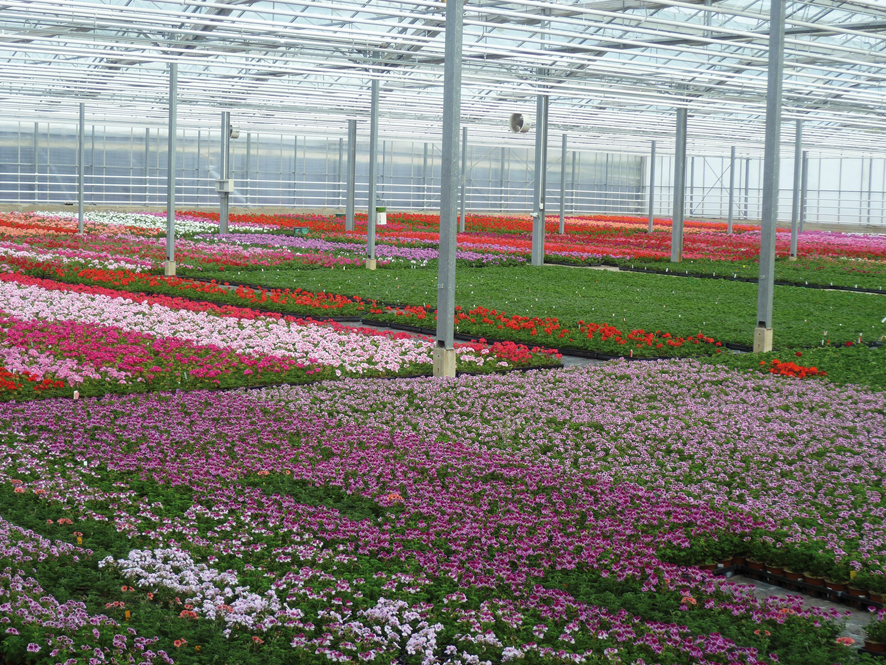 Décor'jardin produit ses propres plantes depuis 1962 et vous propose aujourd'hui un petit marché avec 100% de produits locaux. Champenoux Decor Jardin â Gamboahinestrosa