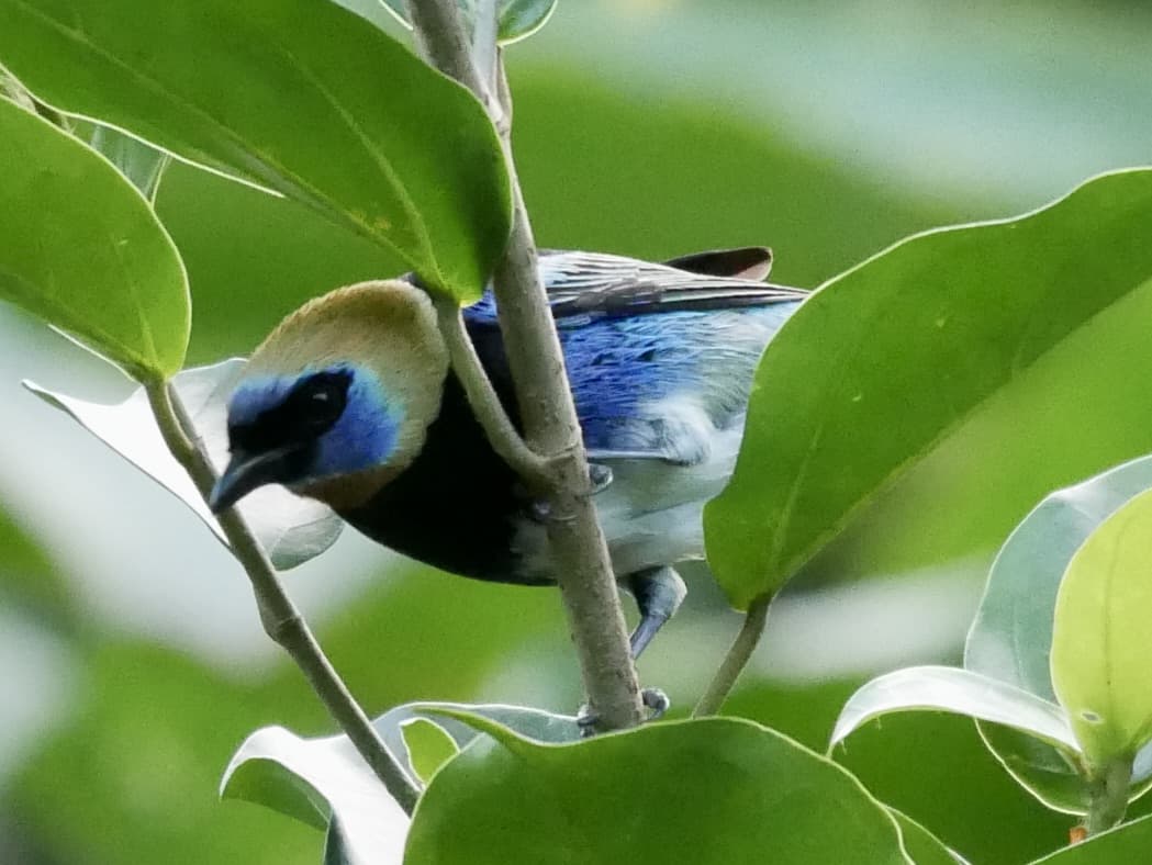 Birding and Nature in Costa Rica 2021