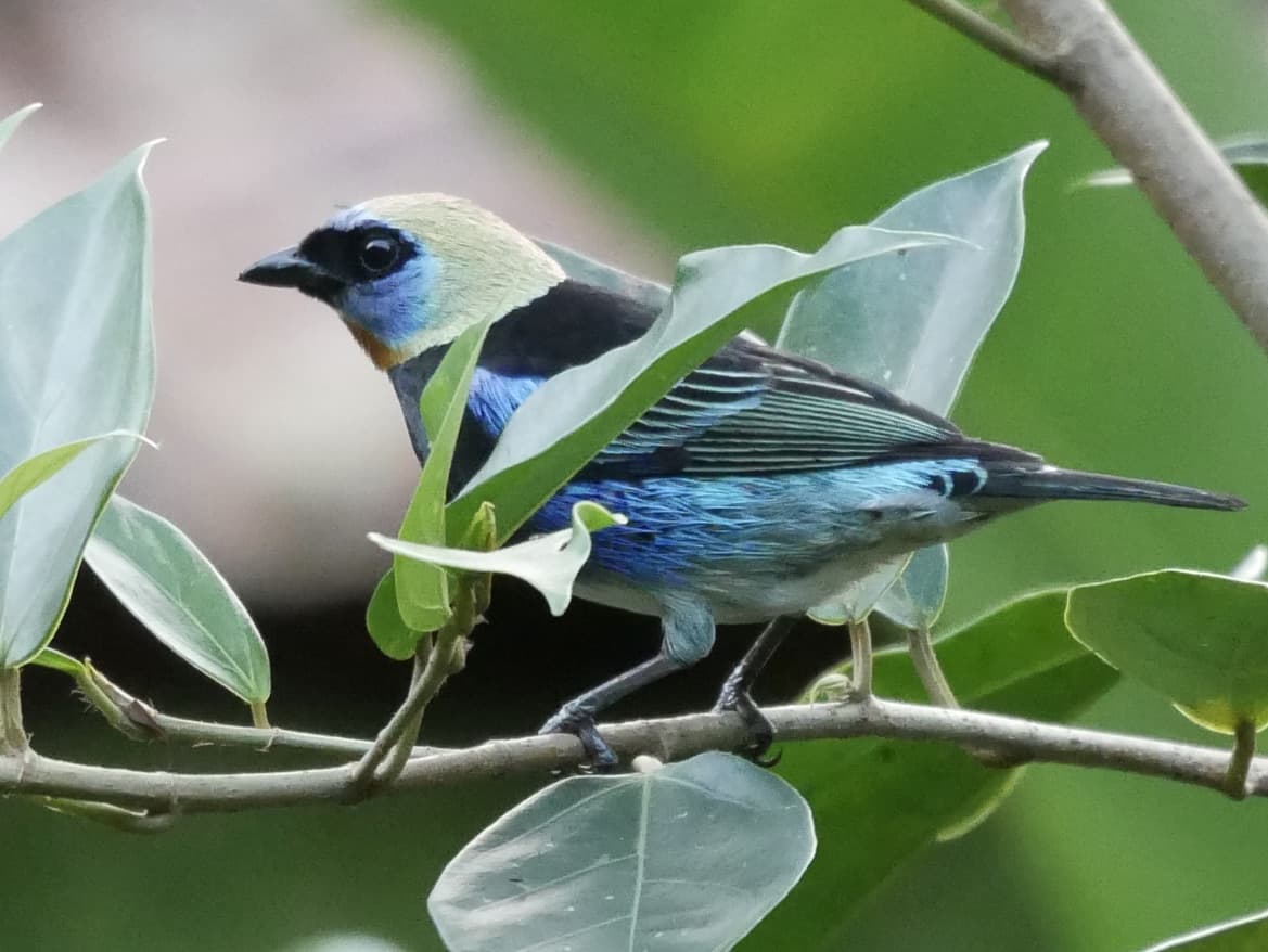Birding and Nature in Costa Rica 2021