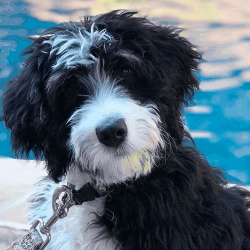  Top 10 Bernedoodle Rescue Picks Lover Doodles