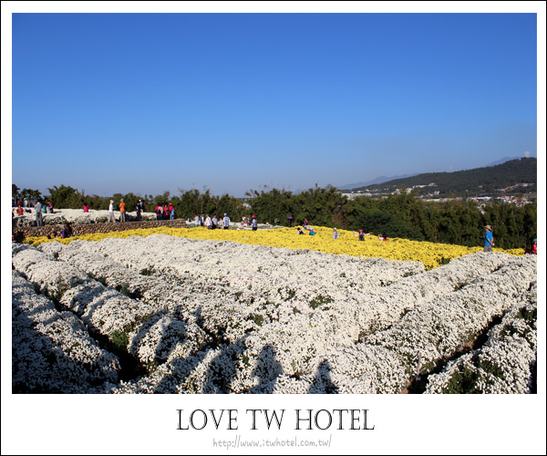【苗栗旅遊】苗栗銅鑼杭菊-十一月滿地白雪美景～