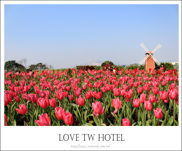 【台中后里中社】中社觀光花市～滿滿的鬱金香開花囉