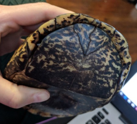 A closed up eastern box turtle held in a woman's hand.