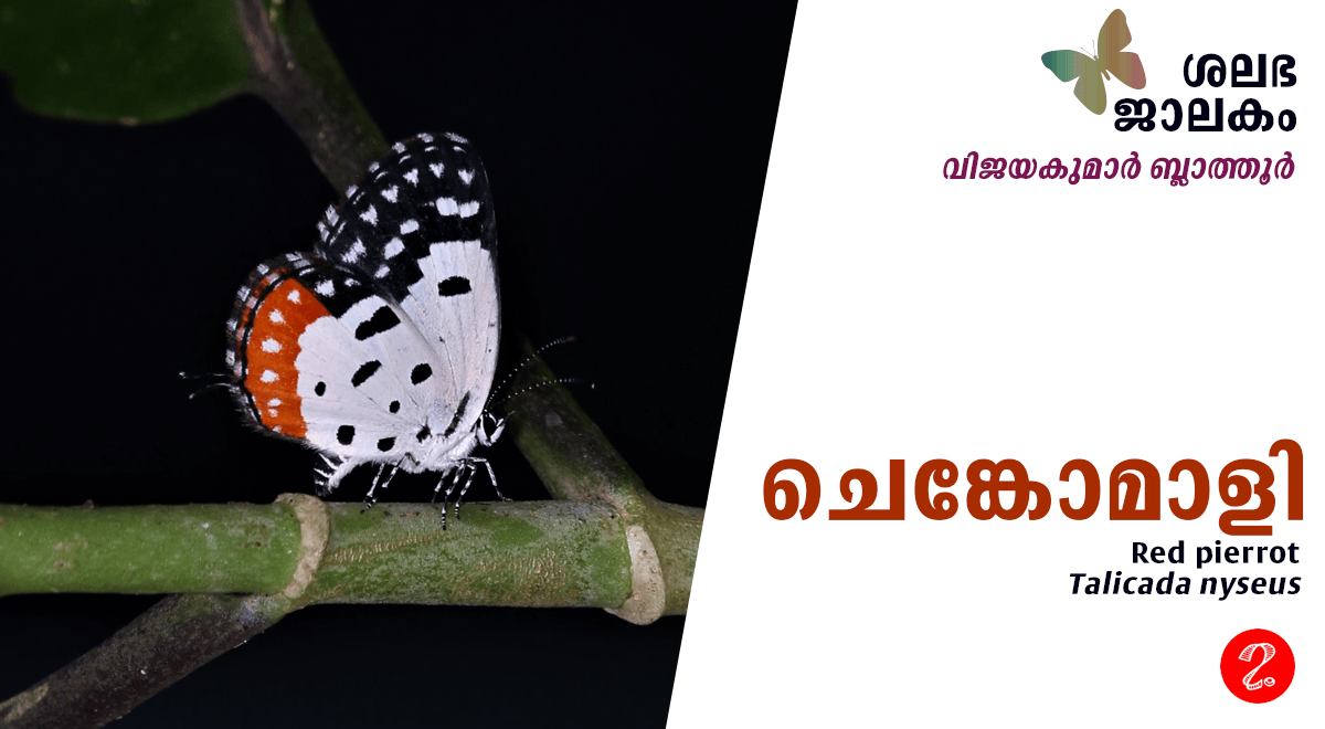 ചെങ്കോമാളി – LUCA
