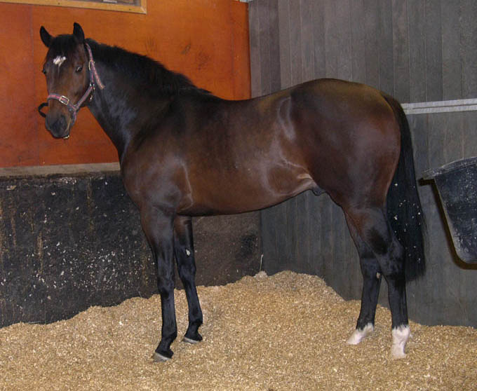 Pedigree For Amarildo 558_x_680_jpg