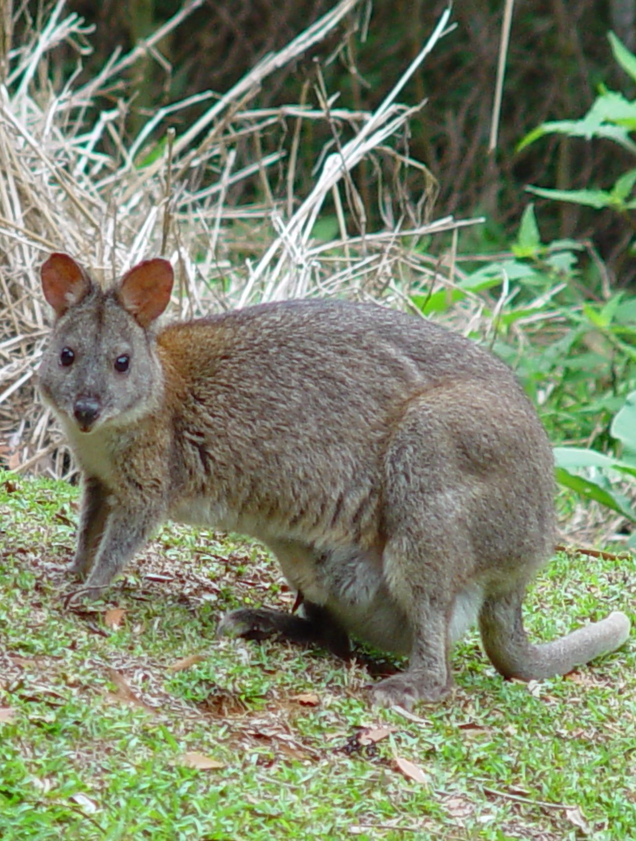 Killarney view cabins and caravan park. How to get to Springbrook Lyrebird Retreat