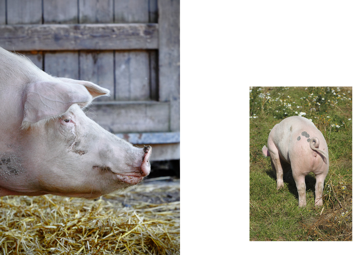 Bra kött av Gert Klötzke, Niclas Wahlström och Torsten Mörner