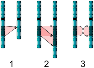 يحصل الذكر عادة على كروموسوم x من أمه، وكروموسوم y من أبيه. Ø´Ø°ÙØ° ØµØ¨ØºÙ Ø§ÙÙØ¹Ø±ÙØ©