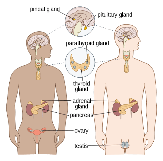 神经协调与化学Coordination in Tabular Form