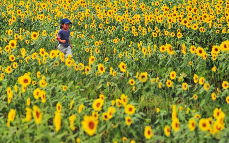 ひまわりに天よりも地の笑顔くる 夏の花兵庫南光の大ひまわり畑 Akina S Desier子供とお出かけ ひまわりに天よりも地の笑顔くる 夏の花兵庫南光の大ひまわり畑 Akina S Desier子供とお出かけ