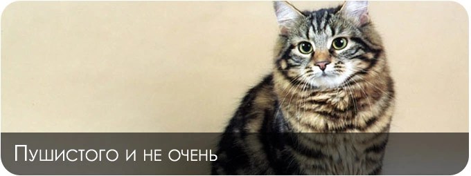 кошку буду рисовать