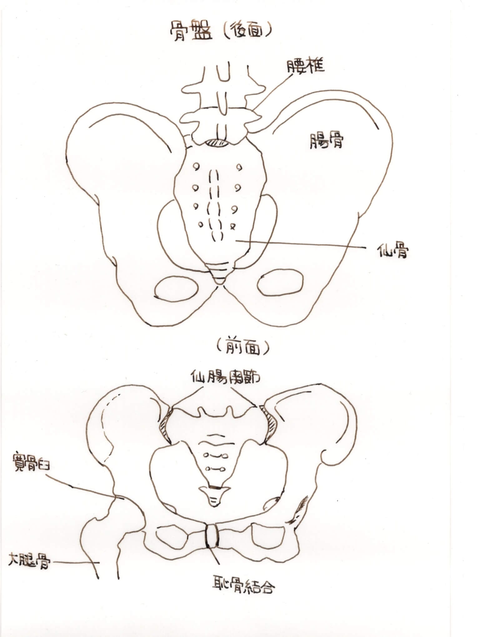 高知　整体　骨盤矯正""