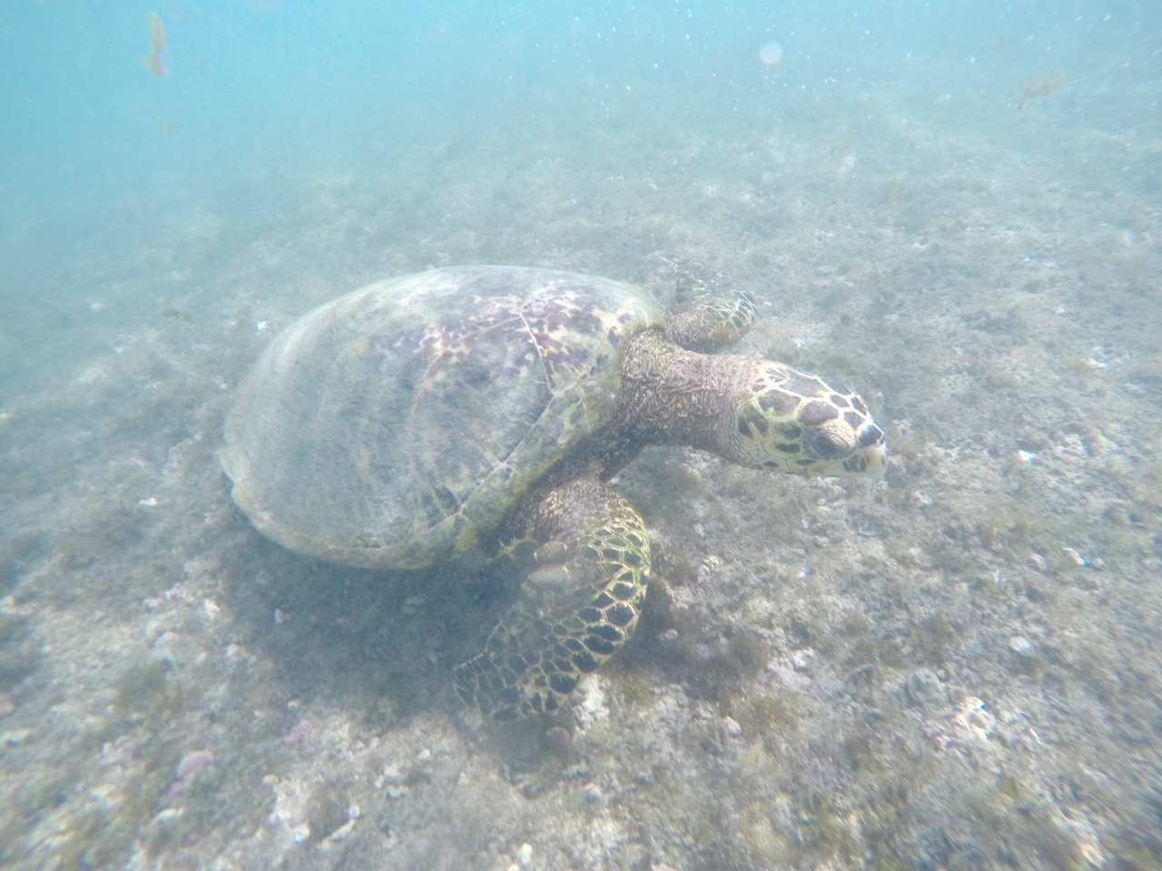 Fernando de noronha - bresil 8