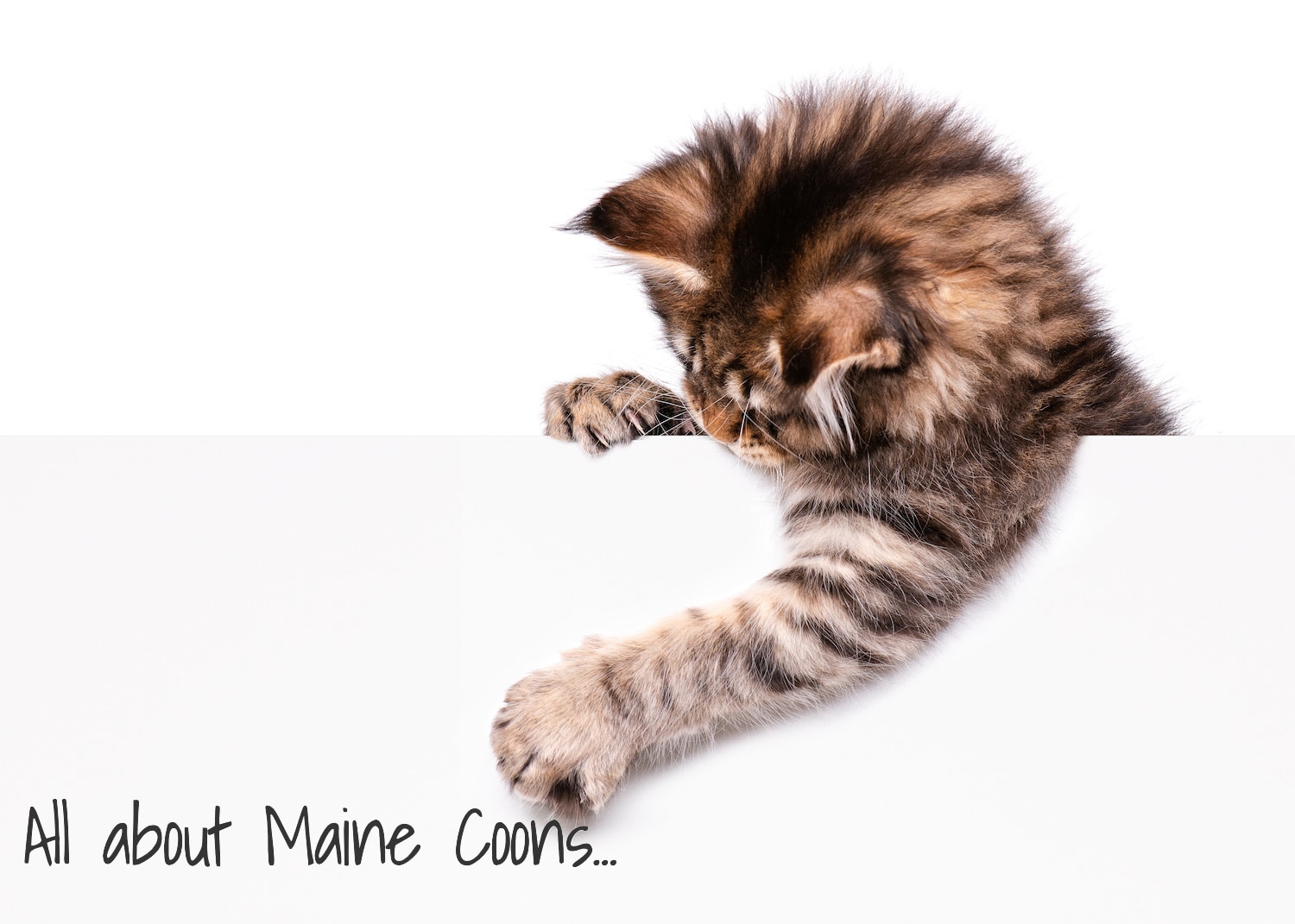 Maine Coon Familly Cattery Canada Based Pure Breed Maine Coon Kittens