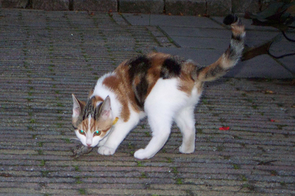 Quality time with my sister: chasing a mouse