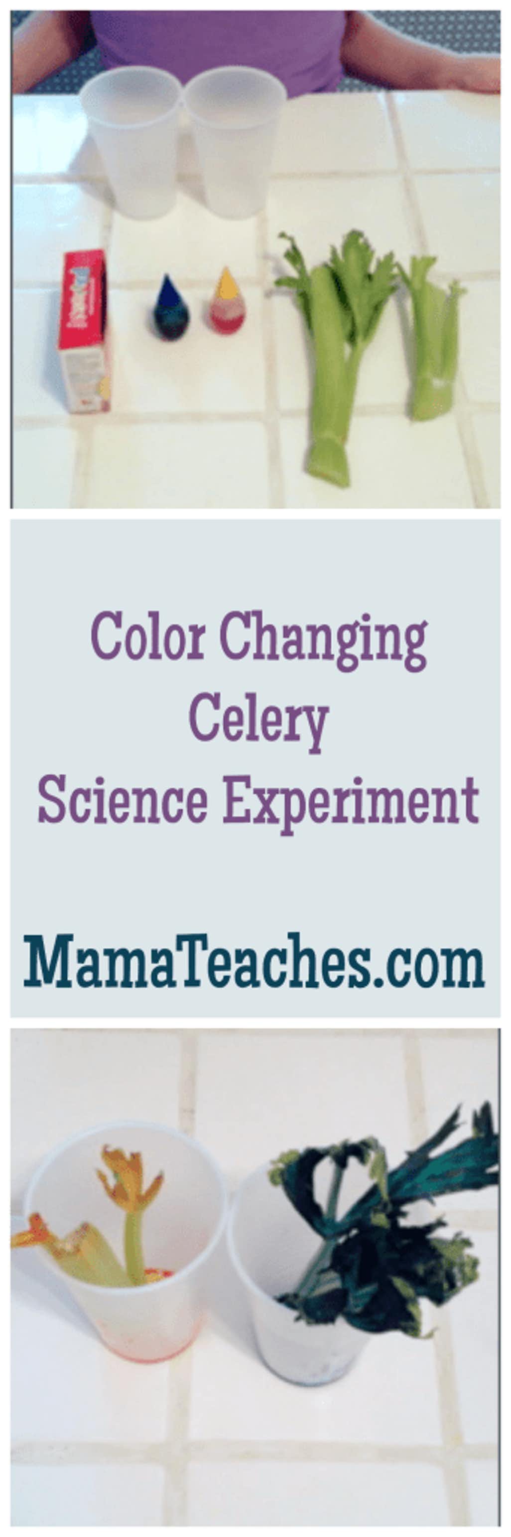 Your kids will learn about osmosis and capillary action. Color Changing Celery Experiment Mama Teaches