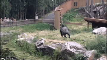A Ticked Off Silverback Gorilla Grabbed A Stick And Let Everyone Know Whose House They Were In Rare