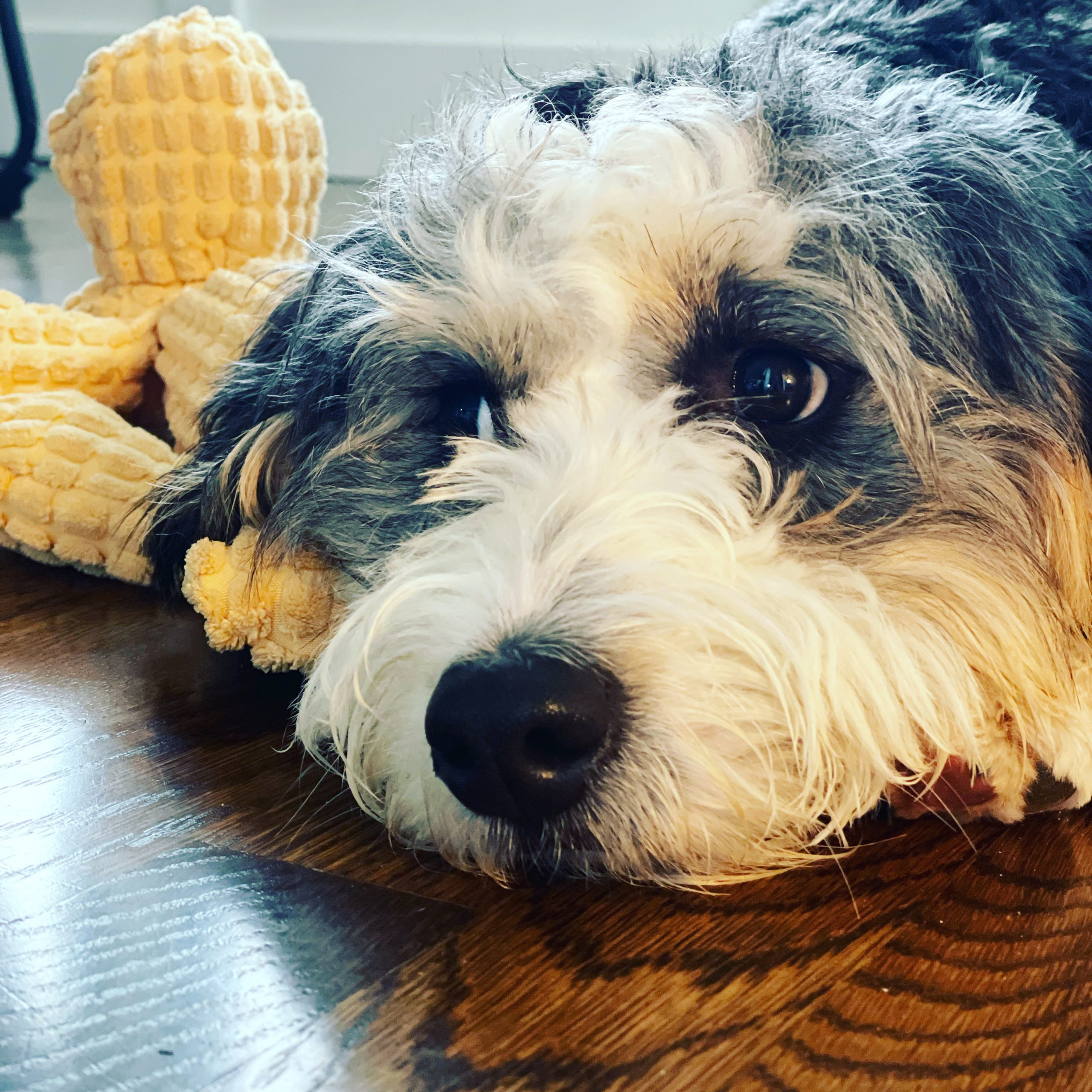 We Got TWO Puppies During the Pandemic and Survived! Ten things we learned having two puppies! #Puppies #Pandemic #PuppiesDuringThePademic #PuppyCareTips