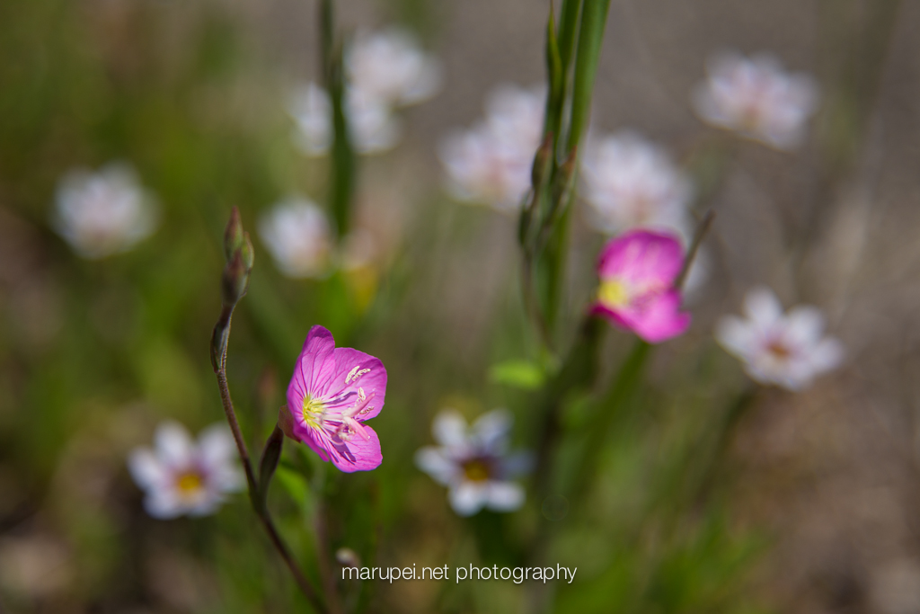 暗闇で光る植物 - オリーブキノコ