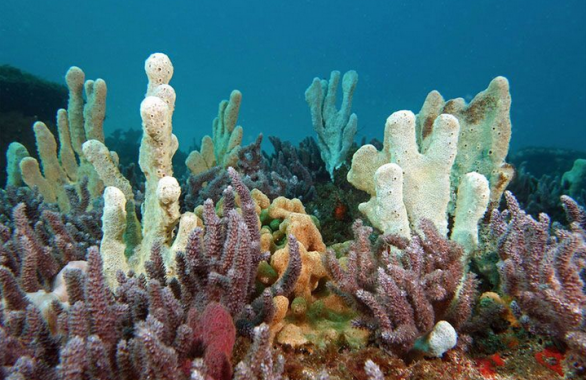 22/04/2021 · ciri tersebut adalah sebagai berikut: Struktur Porifera Pengertian Klasifikasi Sistem Organnya