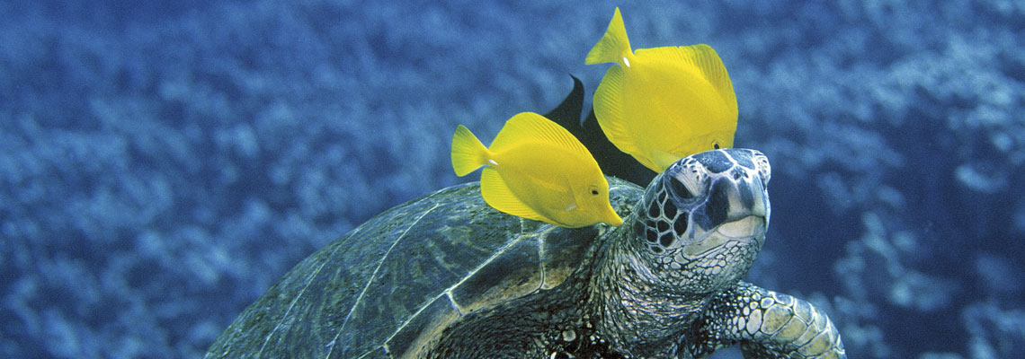 We offer swimming lessons, scuba diving, snorkeling and equipment rentals, and more! Big Island Scuba Diving Mauna Lani Sea Adventures