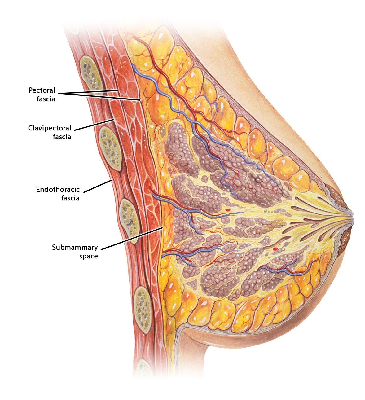 Fascia is a layer of fibrous tissue that surrounds muscles, vessels and nerves. Layers And Fascia Meddists