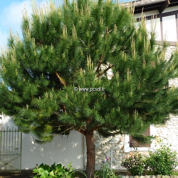 Disponible au format pdf en téléchargement ou livre. Pinus Pinea Tous Les Arbres Pepinieres Cote Sud Des Landes