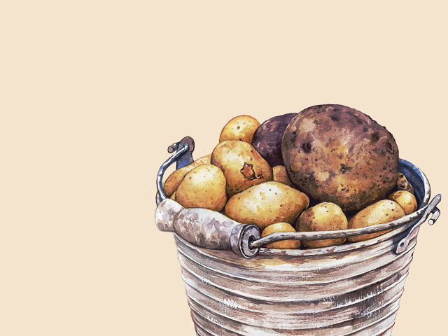 Hur Mycket Gödsel Till Potatis