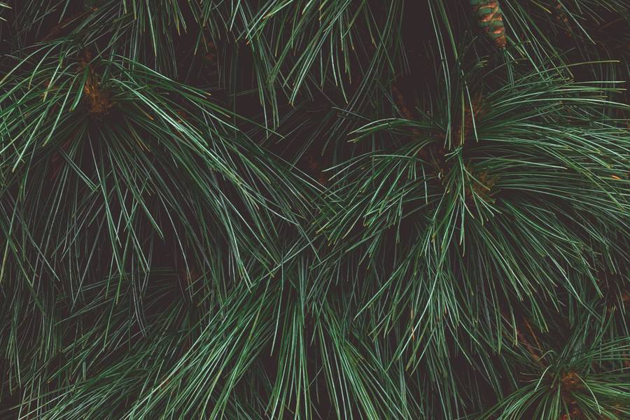 Pine Branches Free Texture