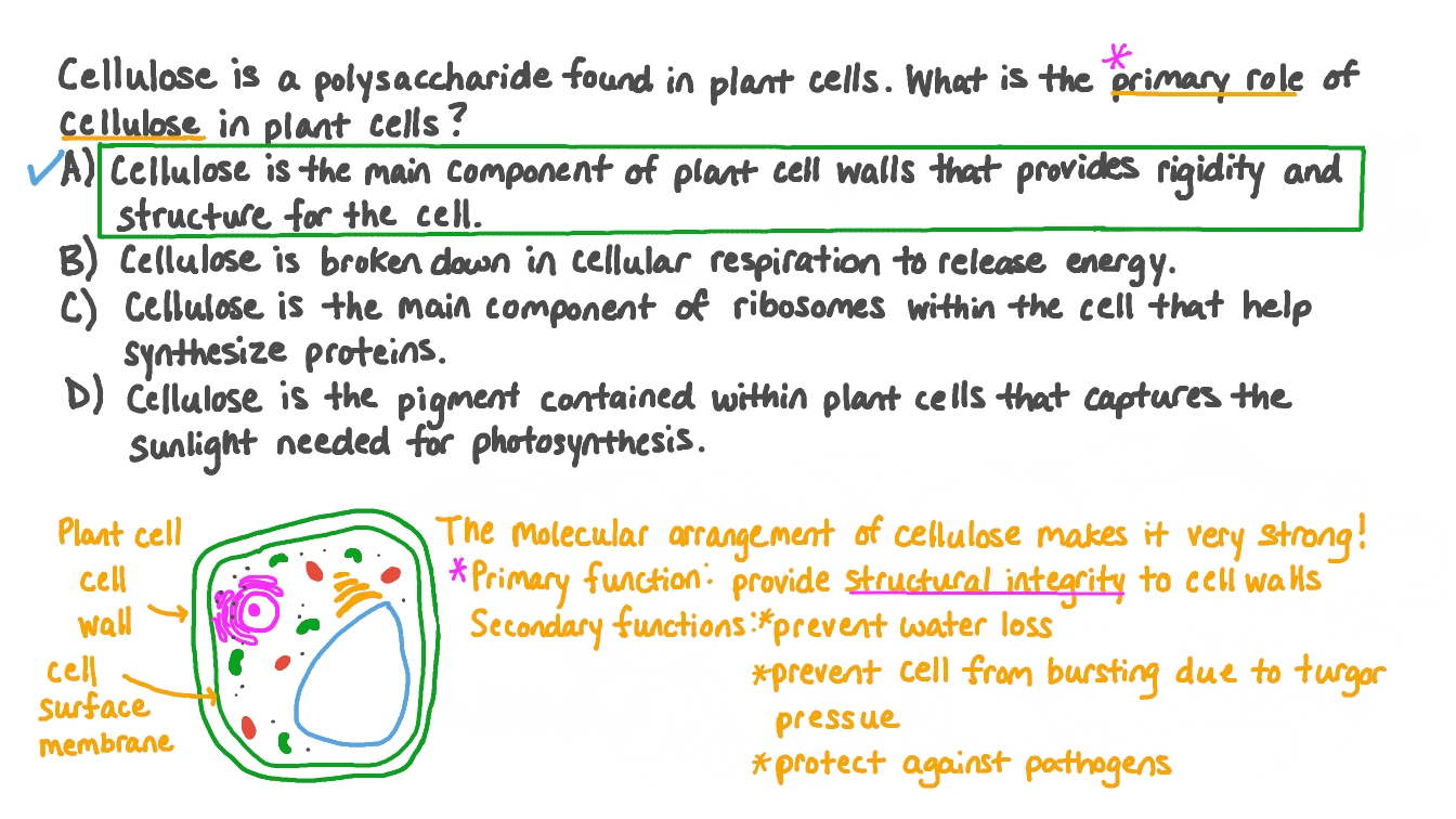 It is basically this plant cell model that has. Question Video Describing The Primary Role Of Cellulose In Plant Cells Nagwa