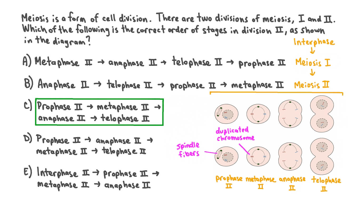 The diagrams below show the stages of cell division in animal cells. Question Video Stating The Correct Order Of Stages In Meiosis Ii Nagwa