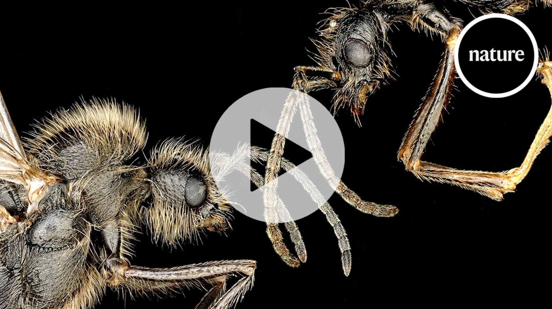 Two types of ants, or one mother Two types of ants, or one mother