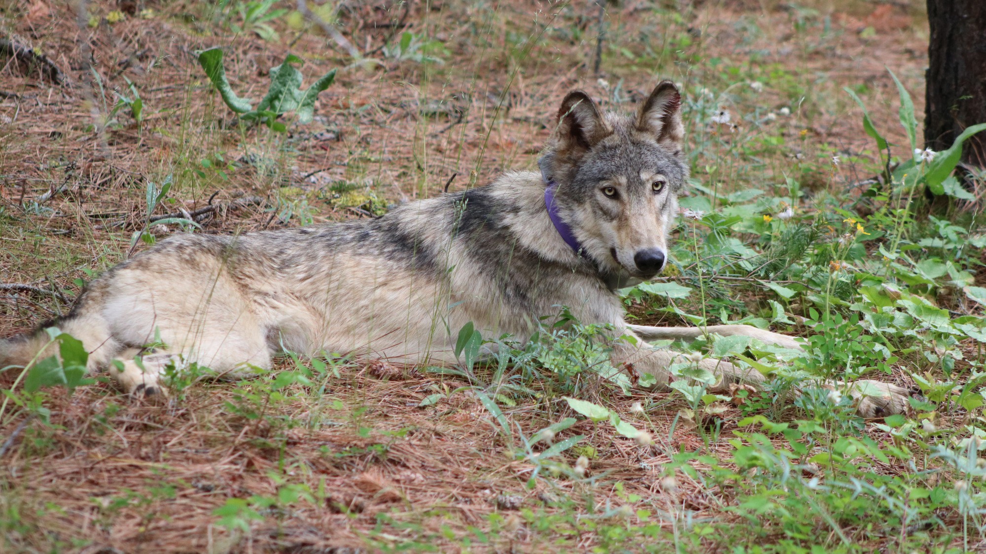 Where Is OR-93? Gray Wolf in California Goes Missing - Vimarsana News