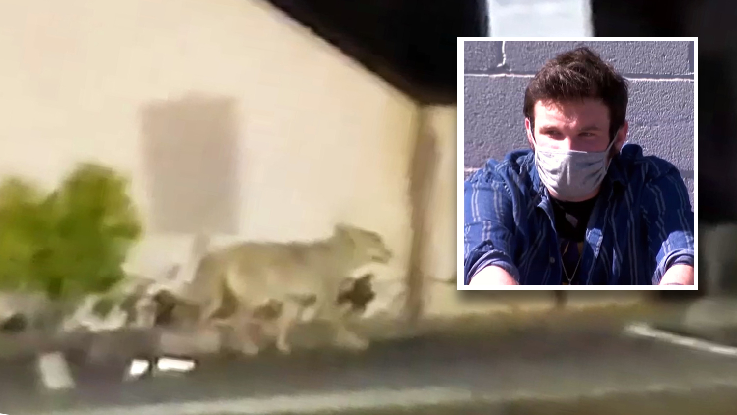 'Didn't Even See It Coming': Victim in Latest Lamorinda Coyote Attack Shares Story – NBC Bay Area - Vimarsana News