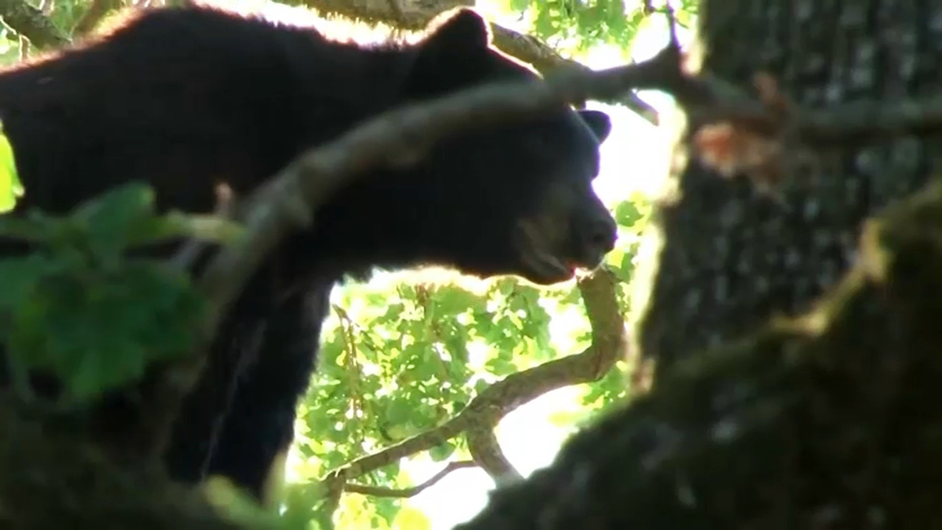 Officials Ask People to Leave Wildlife Alone Amid Recent Bear Sightings - Vimarsana News