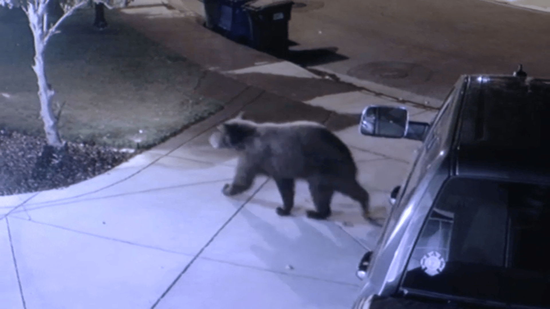 'Couldn't Believe It': Bear Spotted in Oakley Neighborhood – NBC Bay Area - Vimarsana News