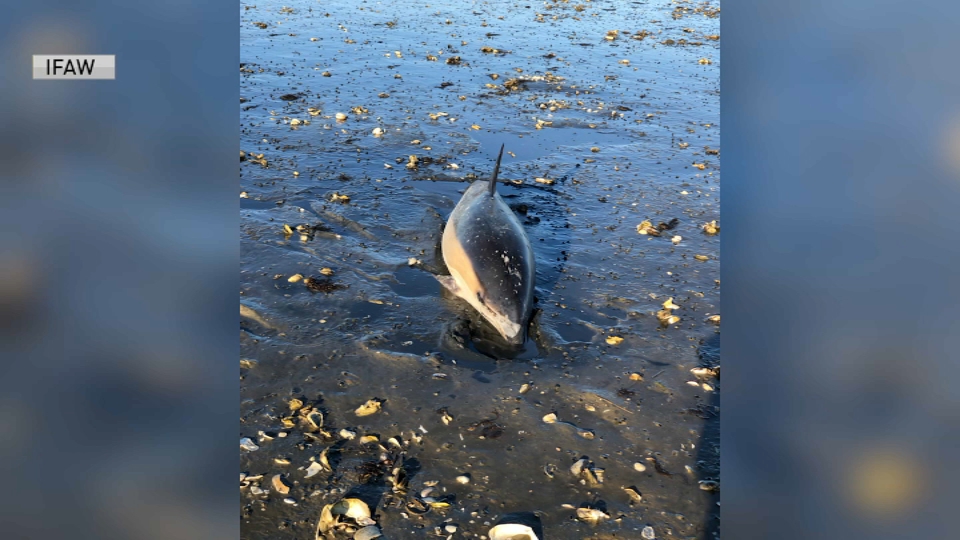 3 Stranded Dolphins Rescued on Cape Cod Beach – NBC Boston