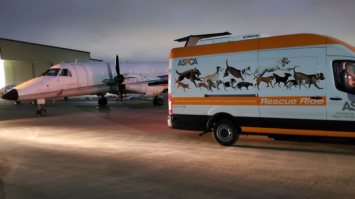 ASPCA Coordinates Flights for More Than 170 Dogs, Cats to Northeast Animal Shelters Amid Texas Weather Crisis - Vimarsana News