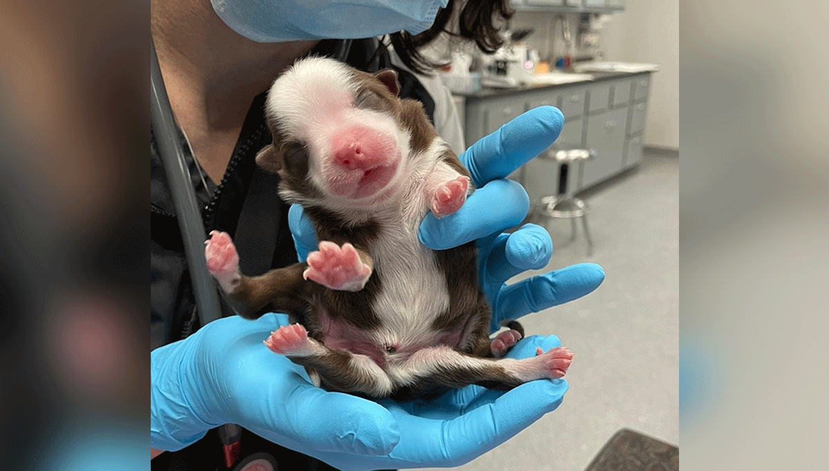 Meet Skipper, the 'Miracle' Puppy Born With 6 Legs and 2 Tails – NBC Los Angeles - Vimarsana News
