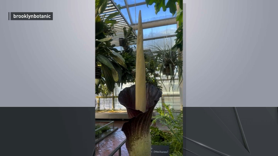 ‘Rotting’ corpse flower in uncommon bloom at Brooklyn Botanic Backyard for a restricted time