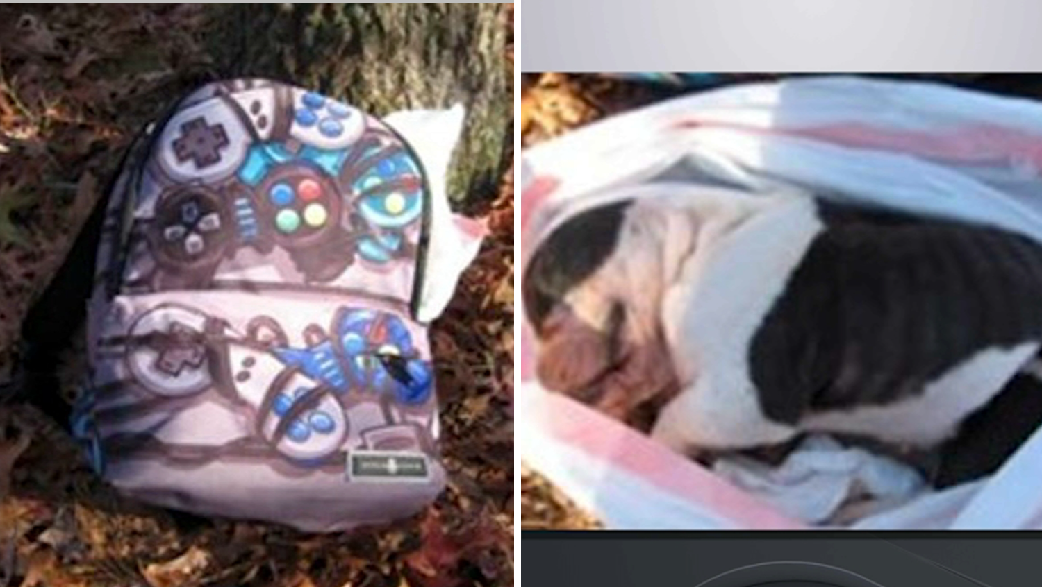 Stays of bulldog pet present in backpack at Lengthy Island park