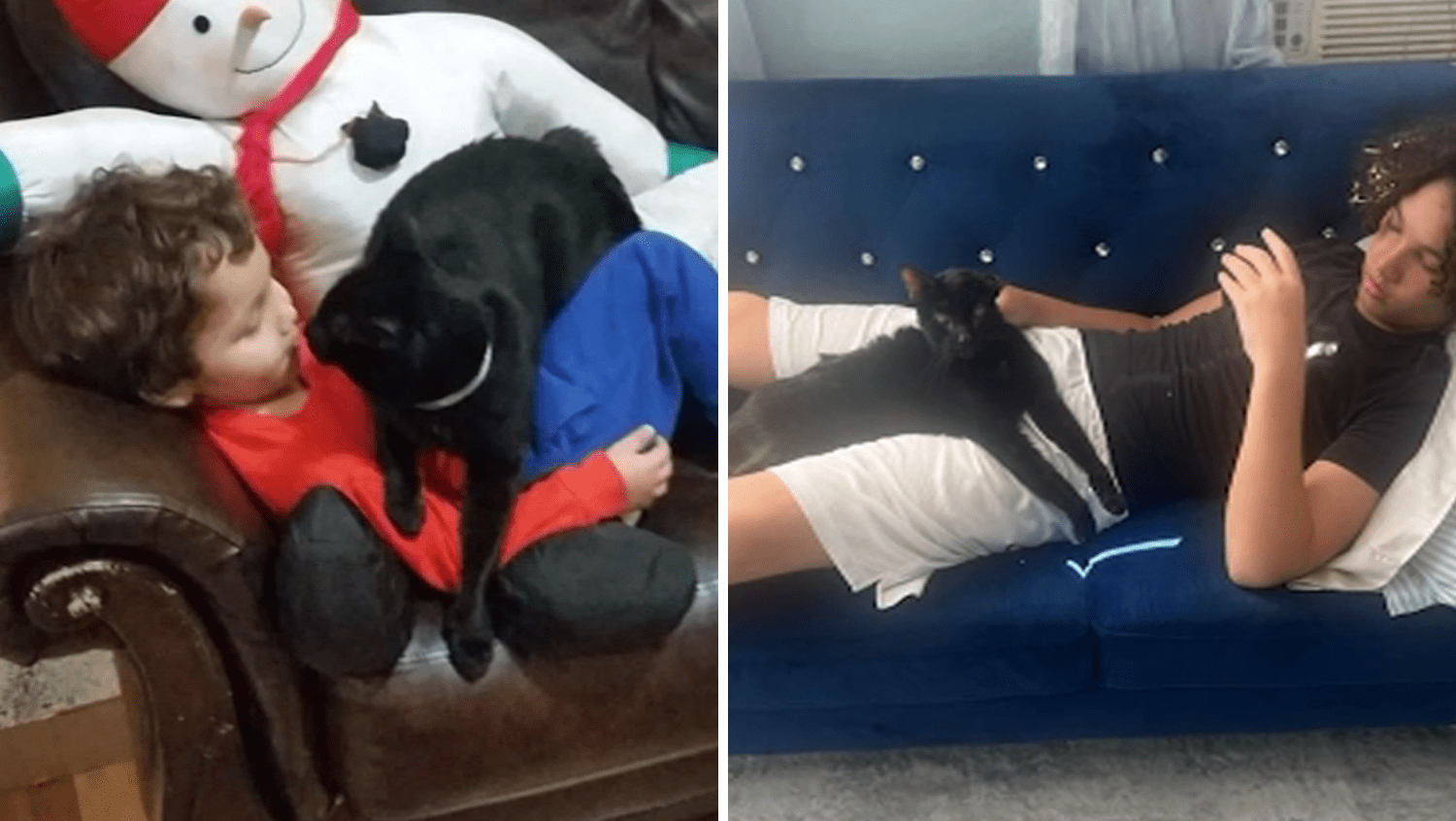 After lacking for greater than eight years, household’s cat lastly returns house