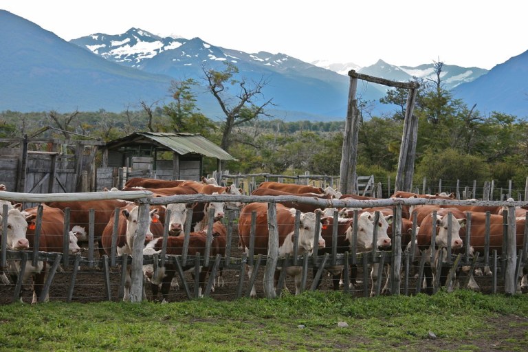 Cattle Grazing: Ondo grants permits for ranching | Premium Times Nigeria - Vimarsana News